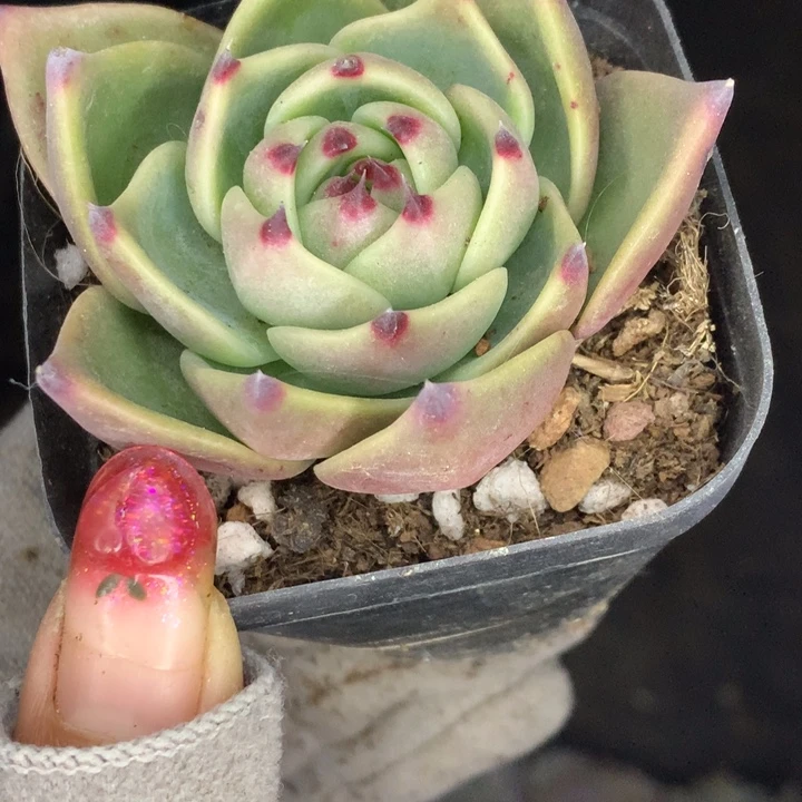 蓝龙  （不满9.99发空盆冷地区不拍保温扣3.9多肉）