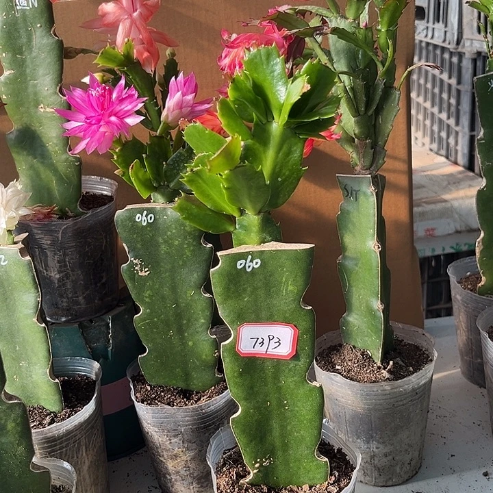 魅***海当前无花朵，栽培后可花朵060