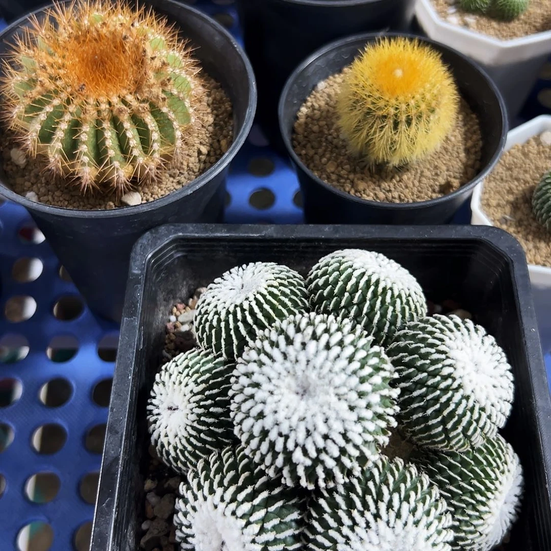 用***3自根精巧殿刺缀化