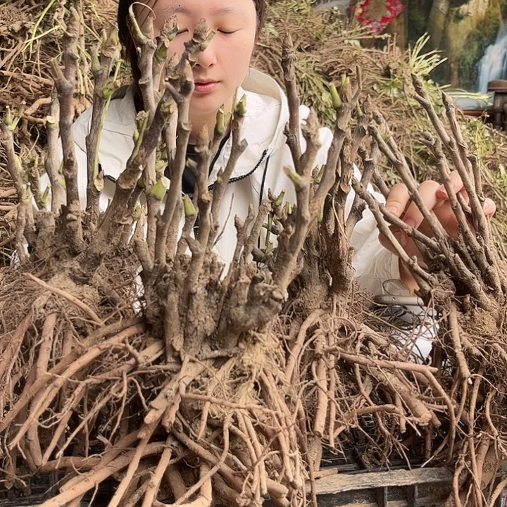 无花朵一物一拍100米