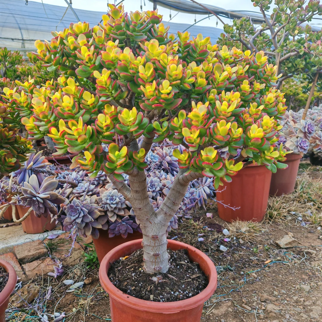 大颗姬红花月多肉植物带土球发货直播间一物一拍大小以直播间为准