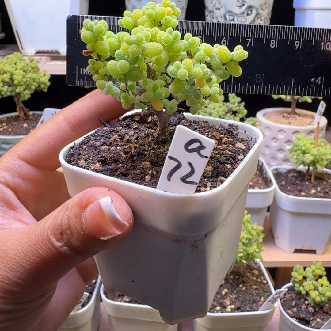 a72号金桔冠服6厘米左右