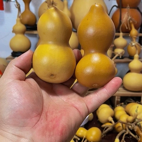精品厚皮小八宝葫芦