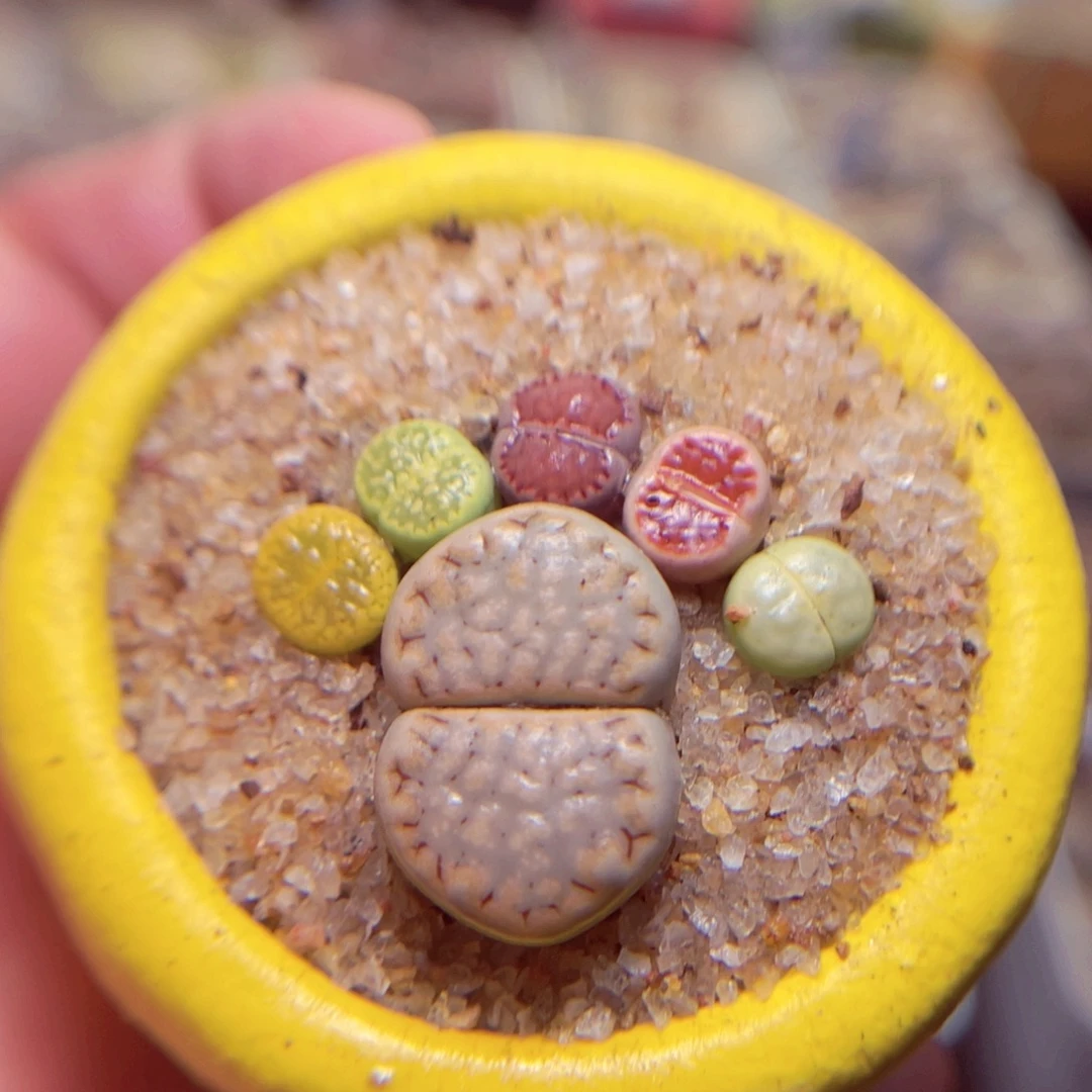 37号带盆盆包邮人包邮发货