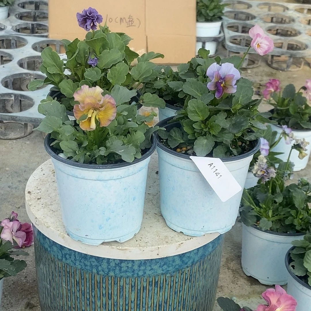 大部分花苞少量开放1141