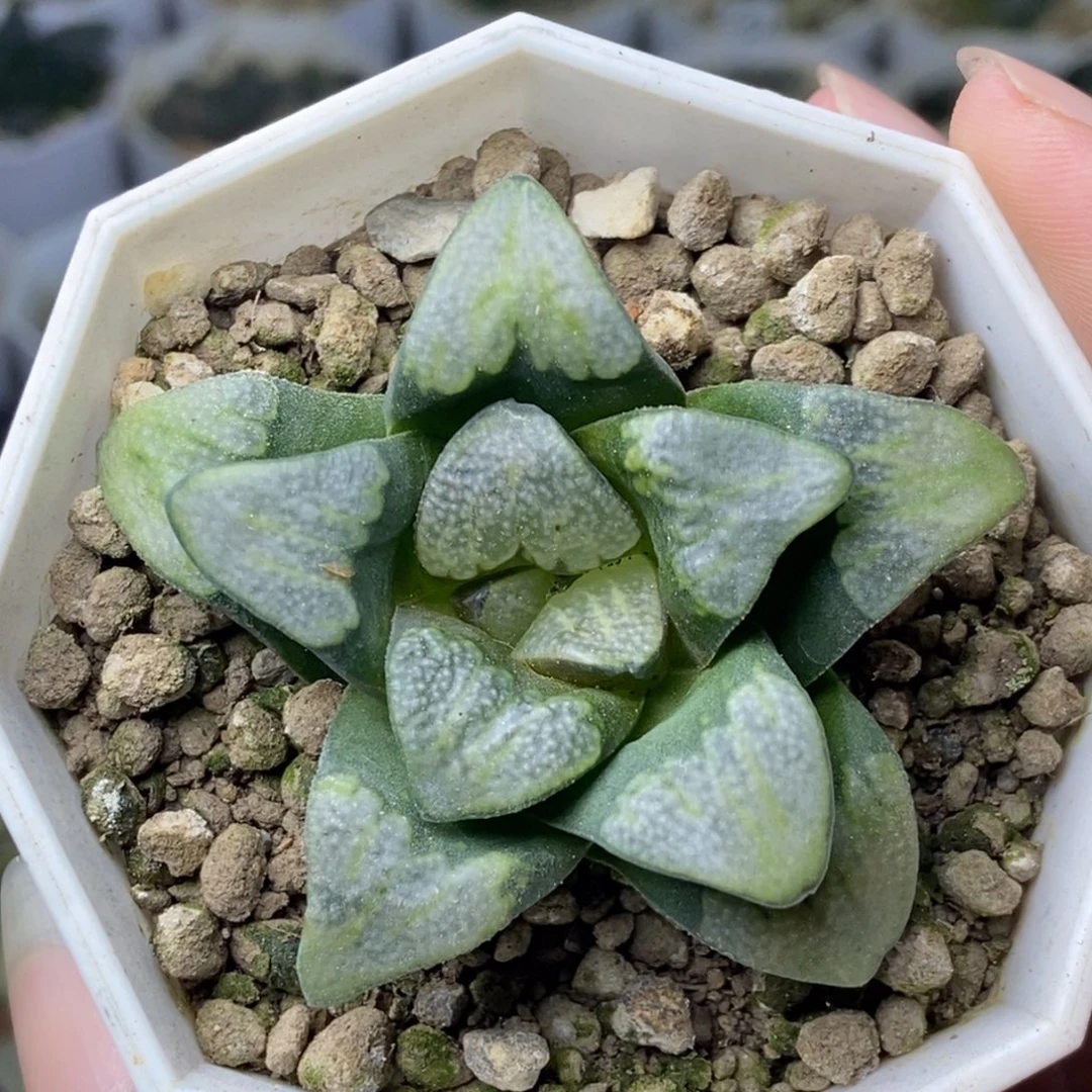 点点at实生一物一拍