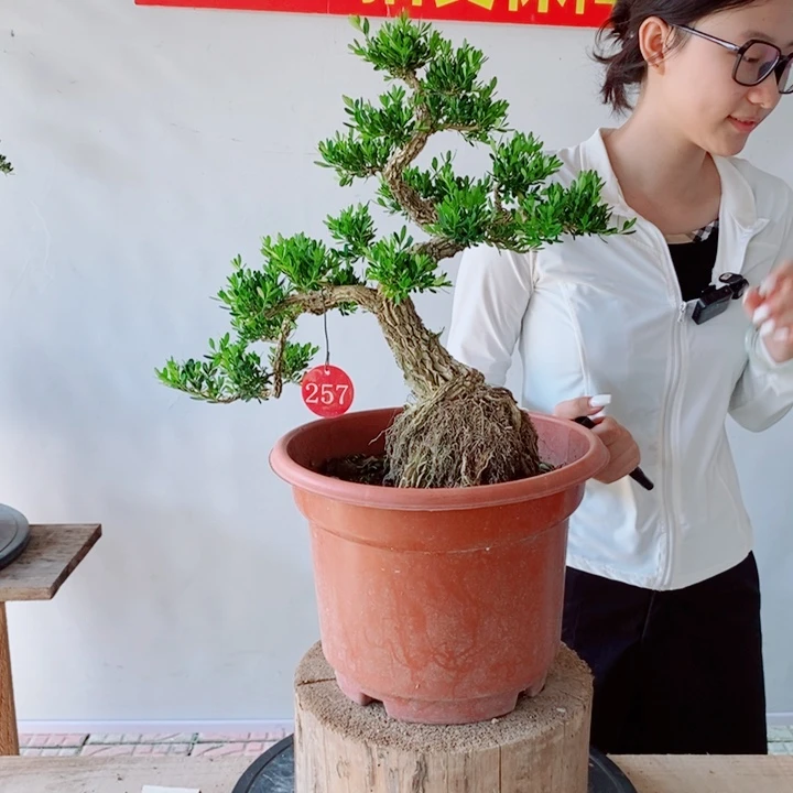 无花朵游龙骨架黄杨