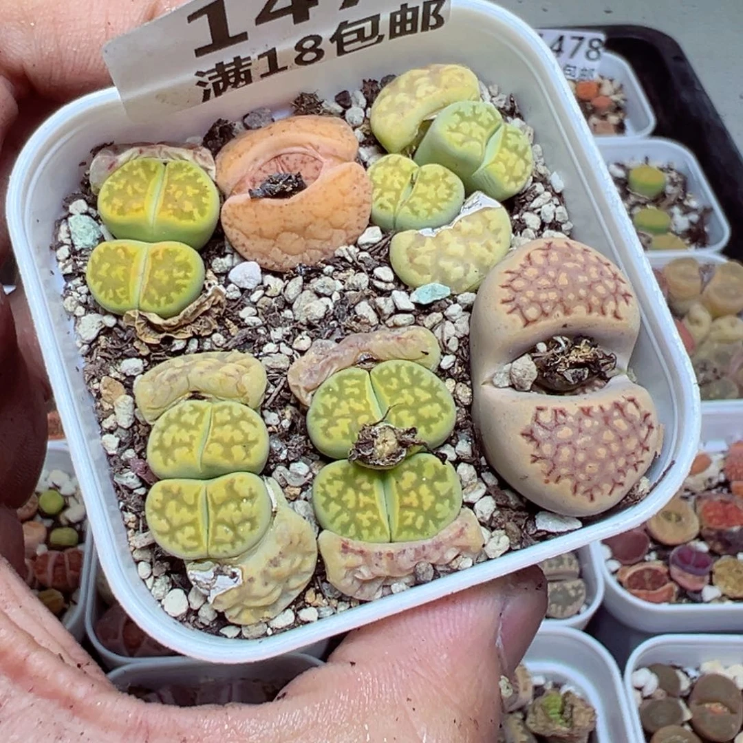 【闪购商品】 1479。