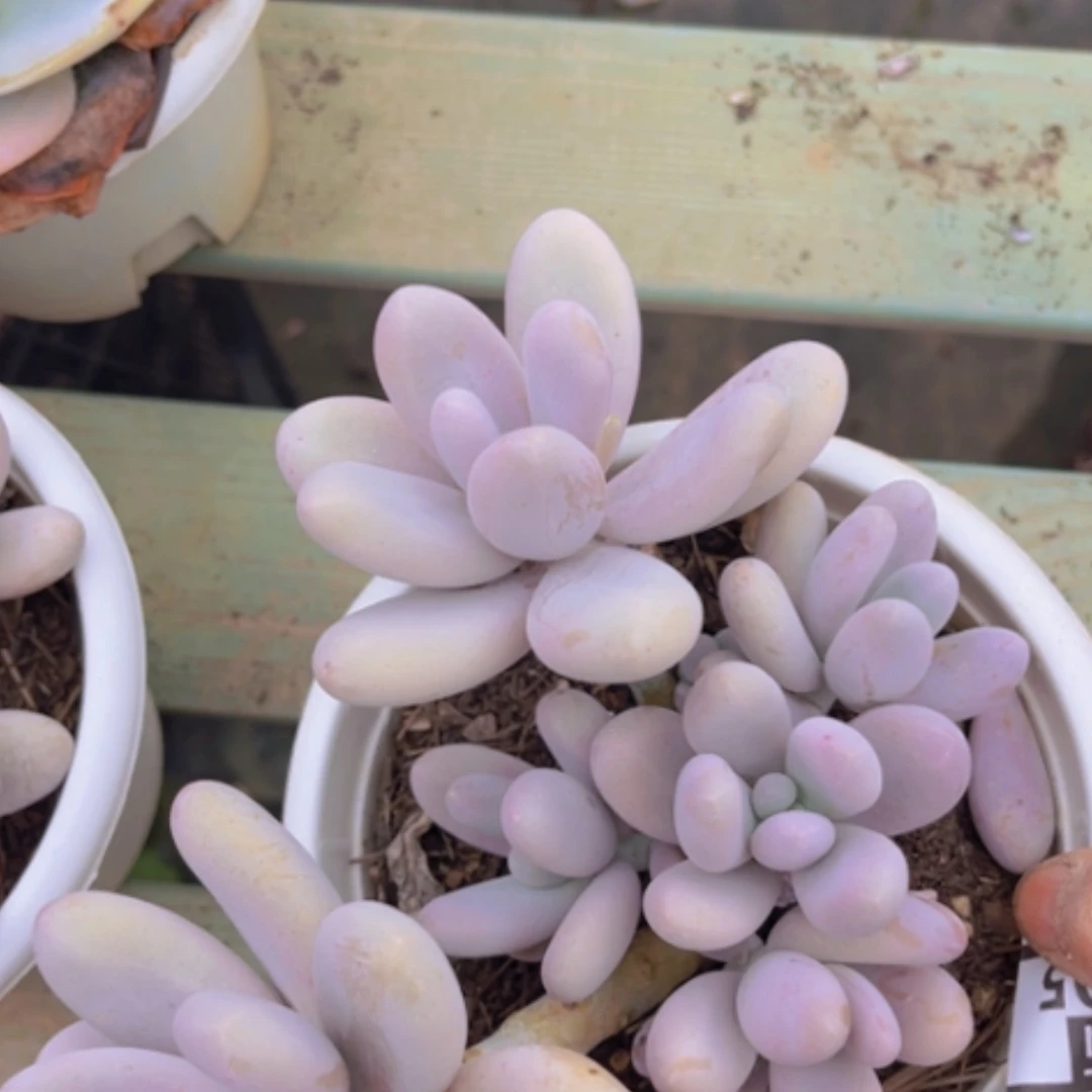 【闪购商品】原始奶04105