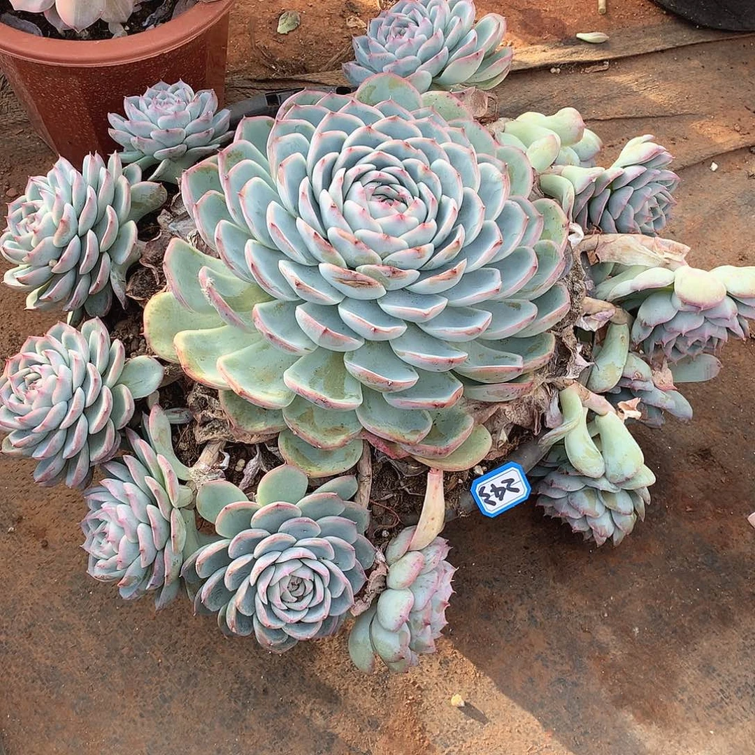 243粉水晶 一物一拍多肉