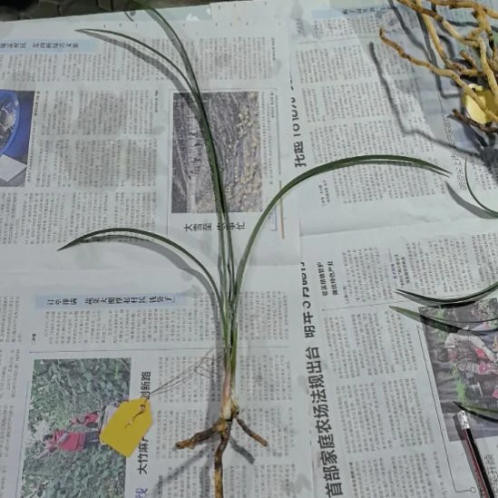 完全开放大天蝉龙头苗