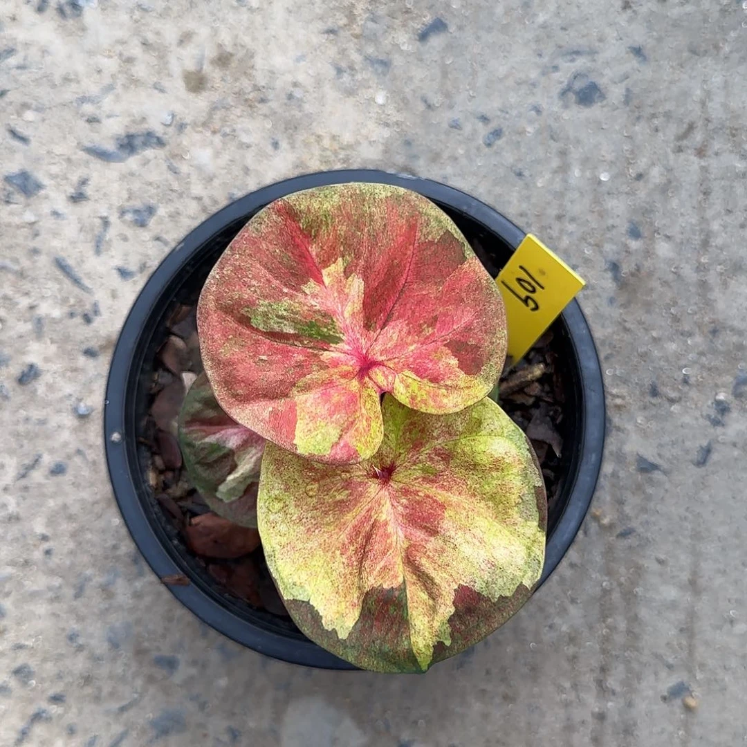 109-0605泰国发货小黄人