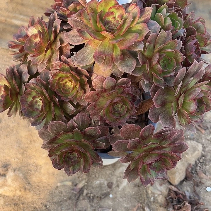 3.6-1红丝绒多肉