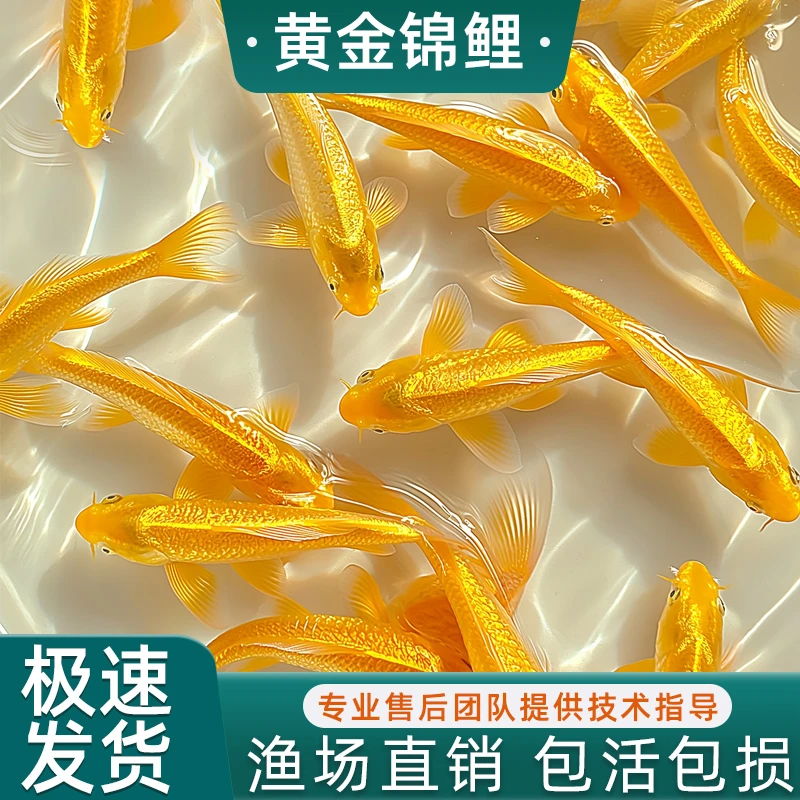 黄金锦鲤活鱼招财鱼金鱼活鱼好养耐活冷水鱼鱼苗活体小金鱼观赏鱼