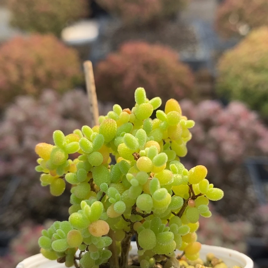 开播福利蜜橘糖球4996