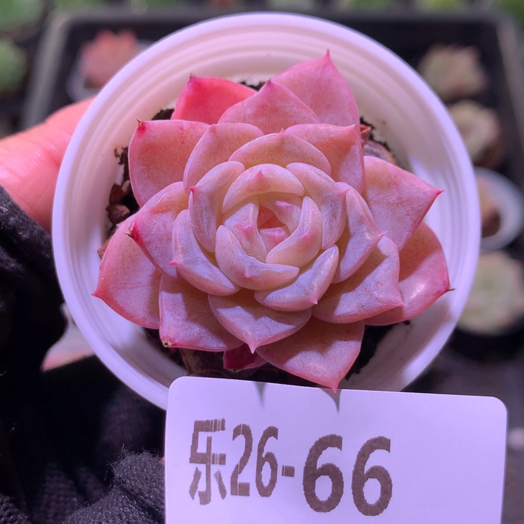 乐然26-66 纯爱单头