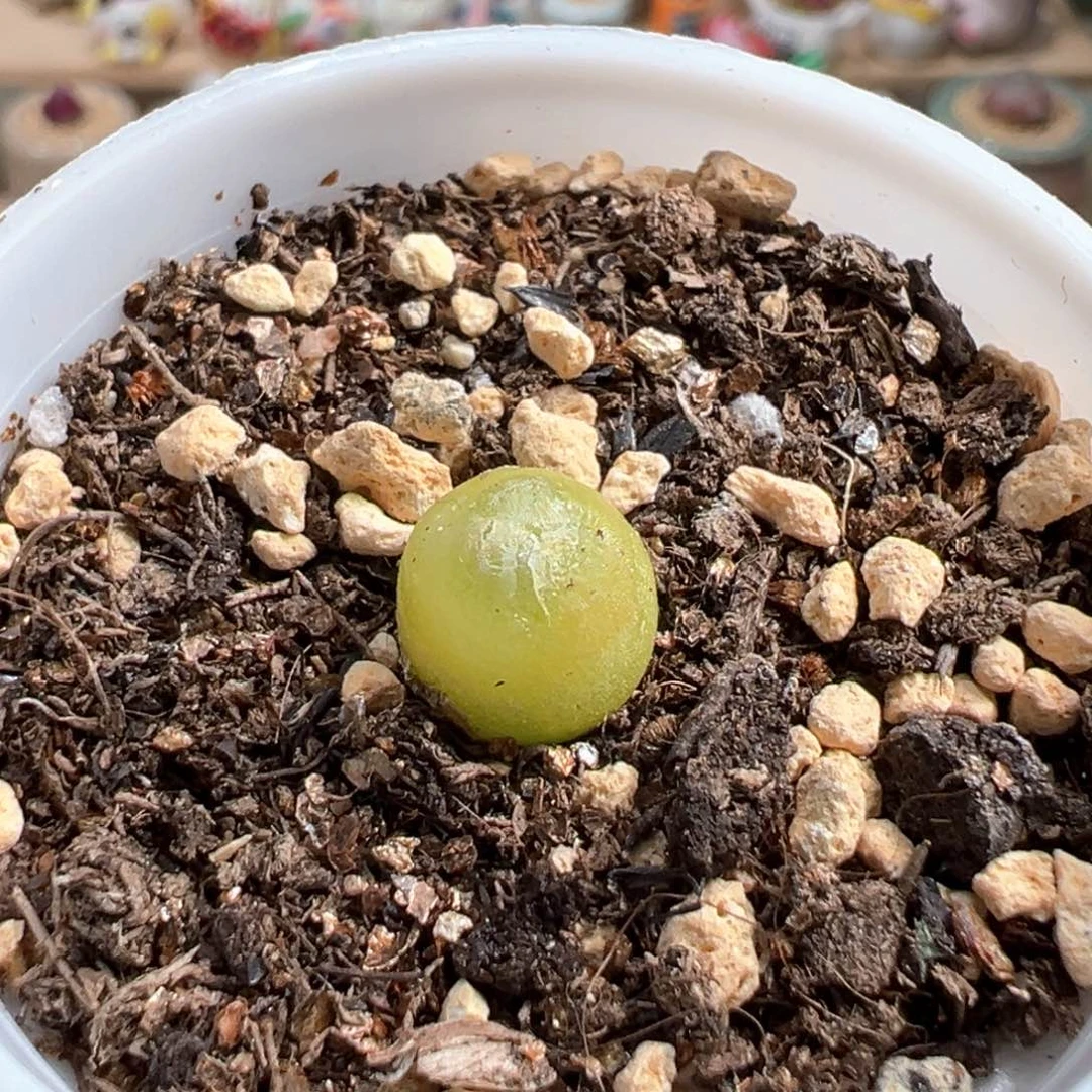 多肉植物57号拉登