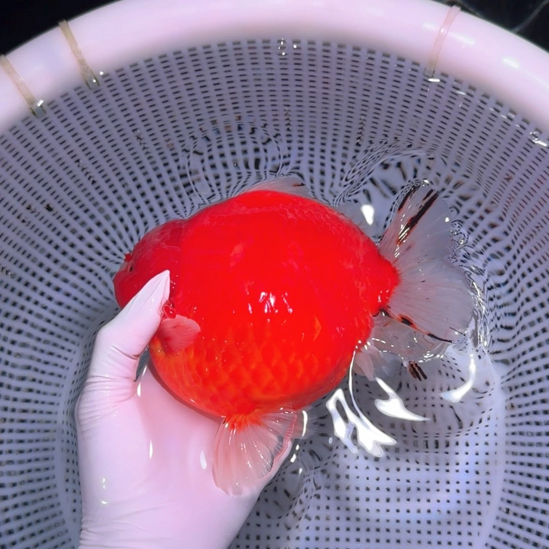 金鱼类不分公母17