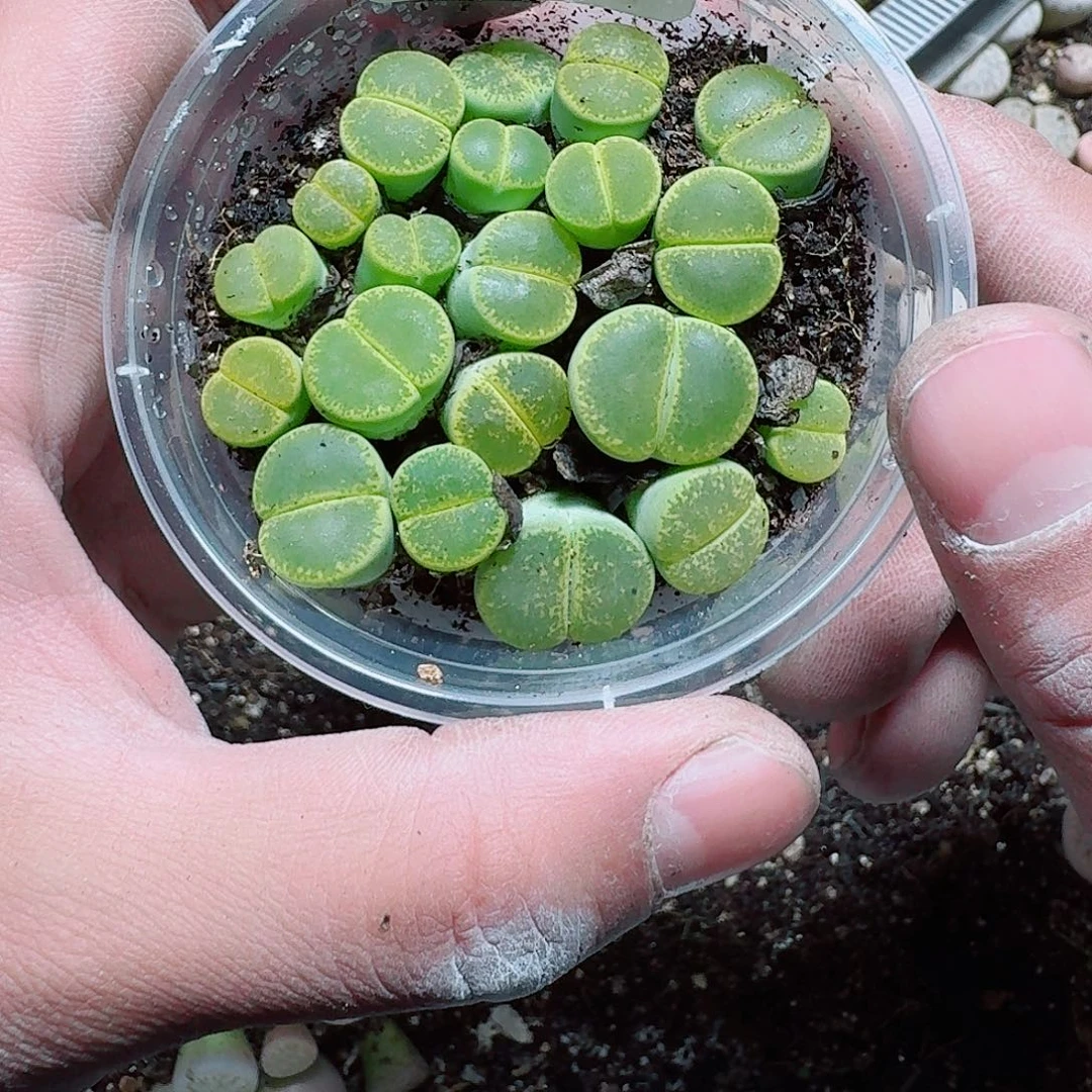 268 多肉植物多肉植物