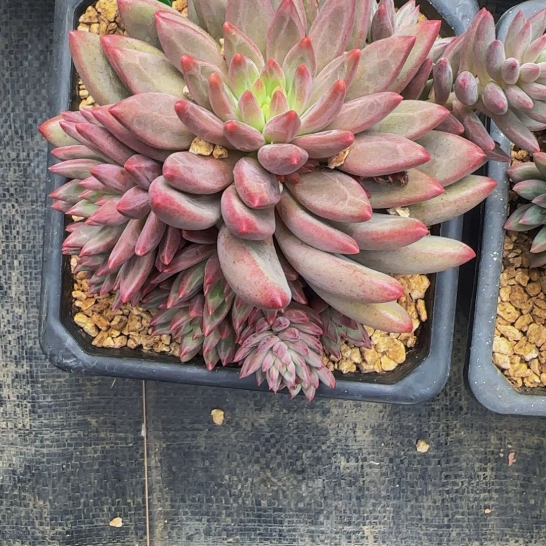 无花朵曦*D16，虞美人群生