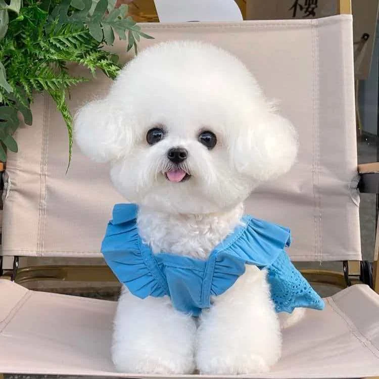 （大鹏萌宠）活体狗狗比熊链接