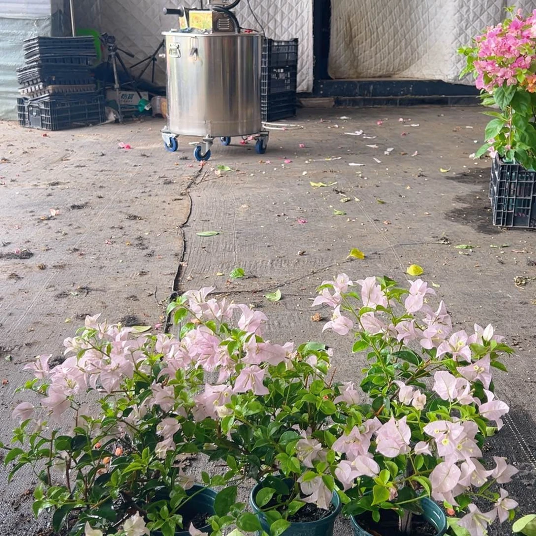 当前无花栽培后可以开花苹果花掌中宝一颗