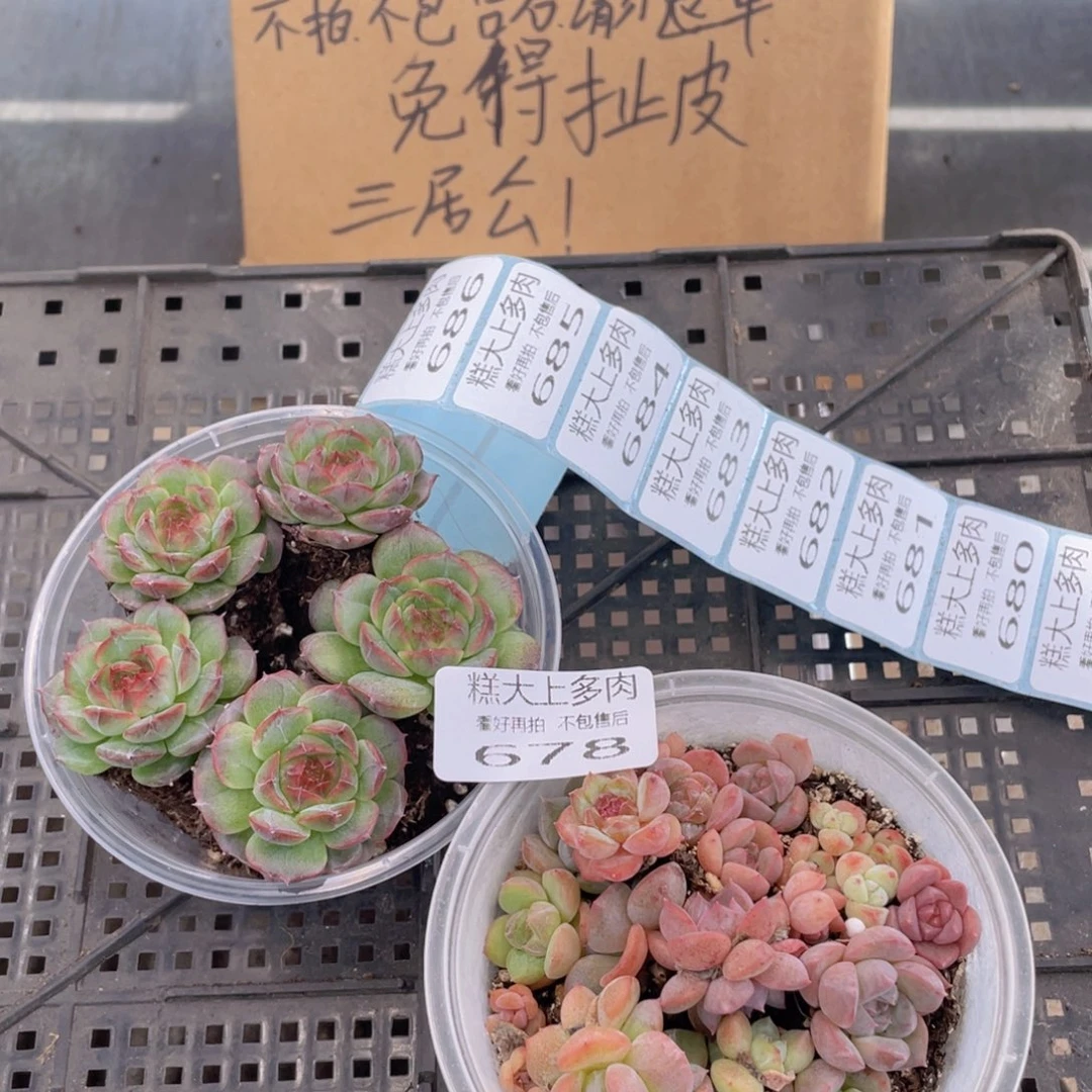 糕大上多肉植物678