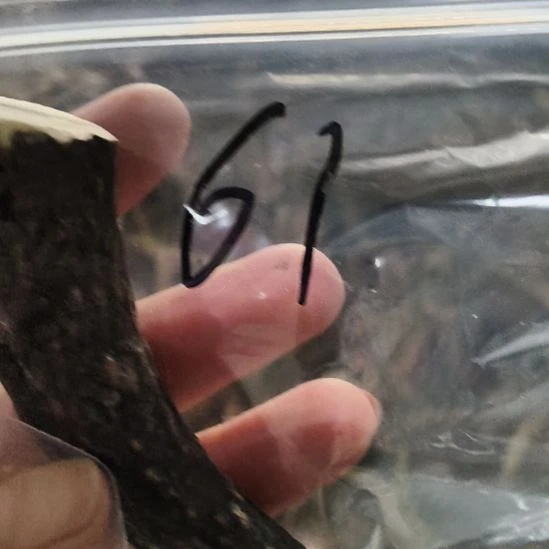 禁***区鹿角鹿角鹿角鹿角鹿角鹿角