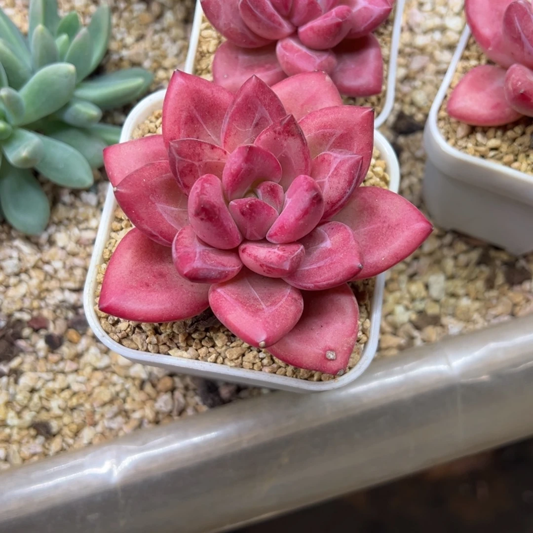 赫菲斯托 夏鸣园艺