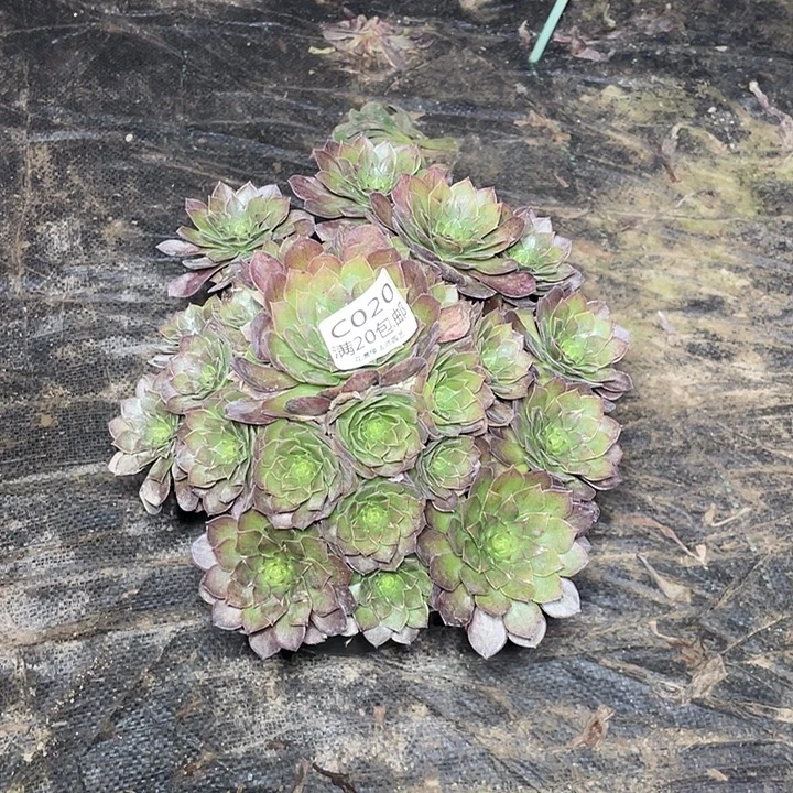 020红魔多肉法师多肉