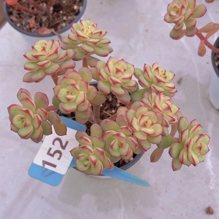 健健康康平平安安