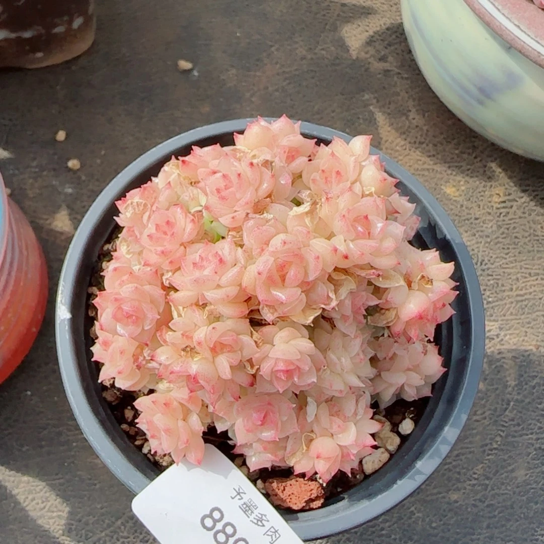 麦秆群，8899带盆发不包整