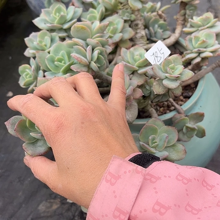 武***馆784白凤泡沫不售后脱土发货不退不换