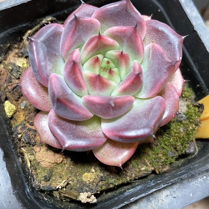 多肉植物1928多肉