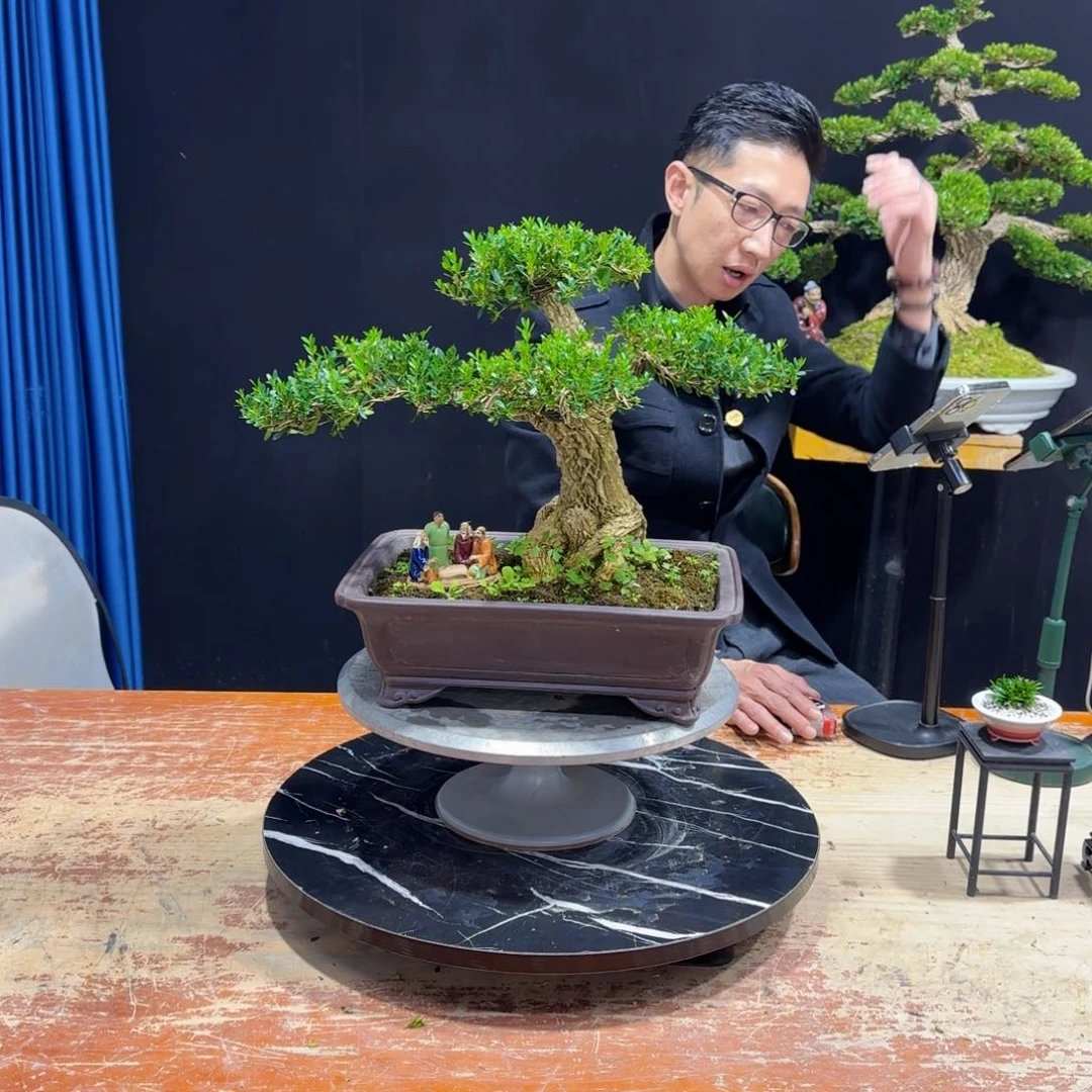 黄杨室内室外盆景艺术