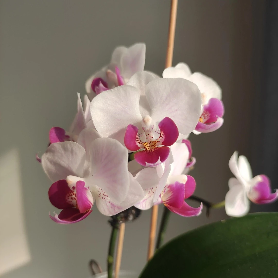 【mini貂蝉】精品蝴蝶兰花室内阳台办公室高端花卉绿植盆栽年宵花