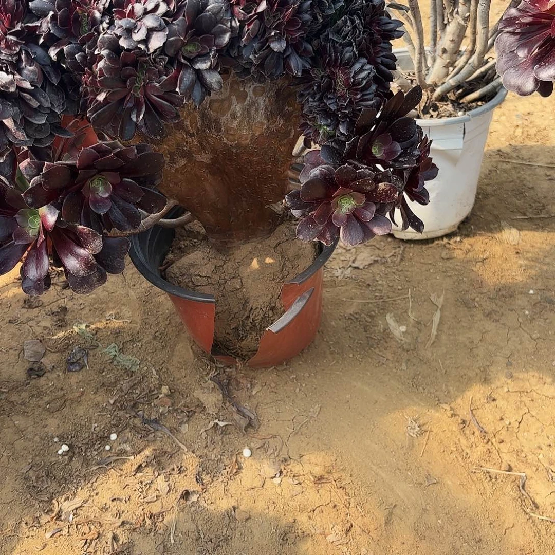 存*966欧子缀多肉植物 有伤