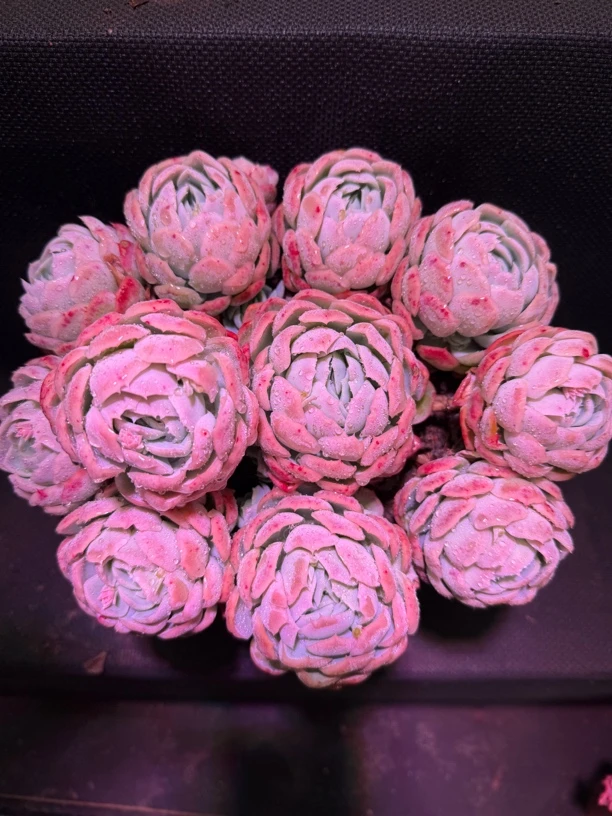 手捧香水贝瑞 群生老桩 买三送一