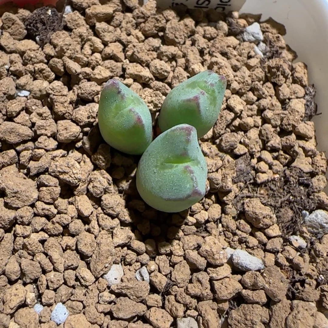 肉锥多肉植物组合-红线元宝857