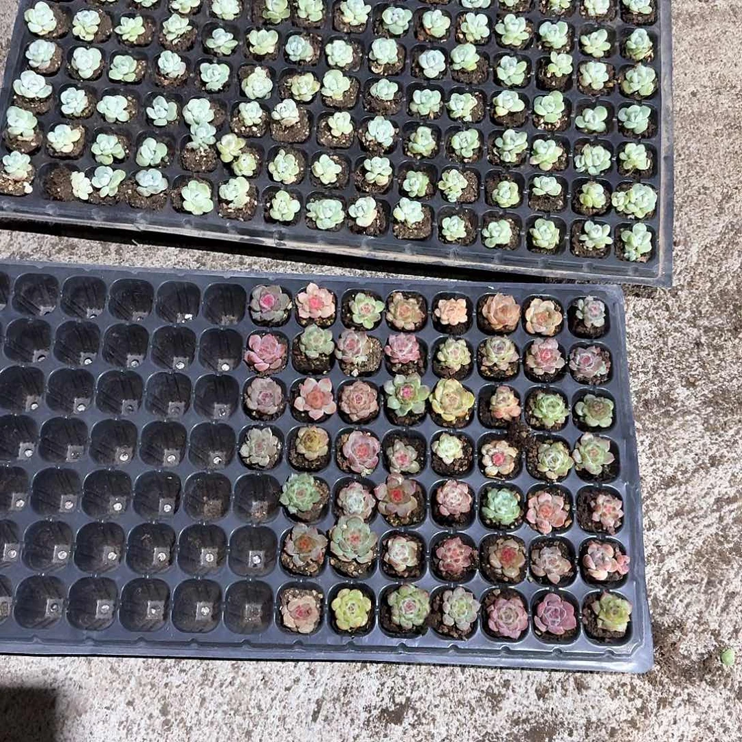 悠然，一物一拍专拍