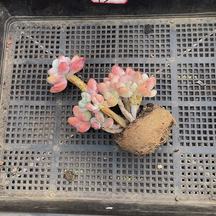 大***哥13号筐带盆土发货
