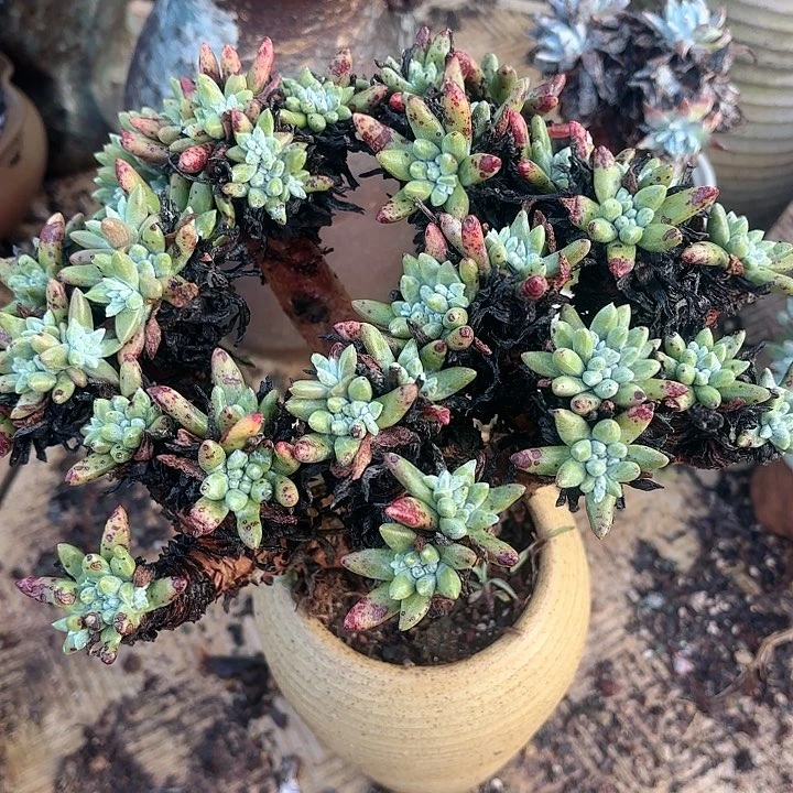 仙女杯多肉植物提取