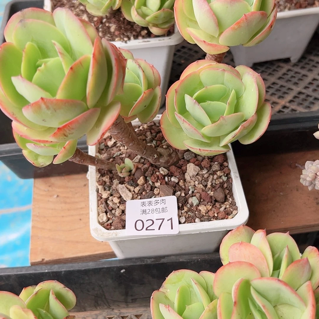 赟***多肉一物一拍植物0271
