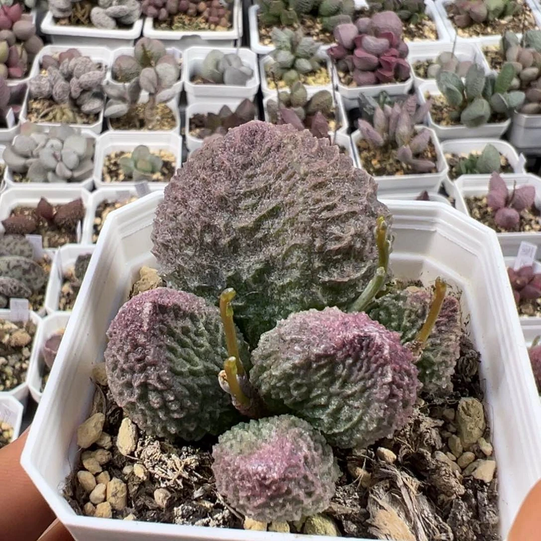 大圆叶型大深纹路款实生新品