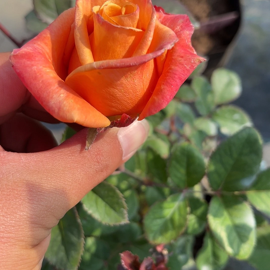 无花朵——-岫烟 福利款