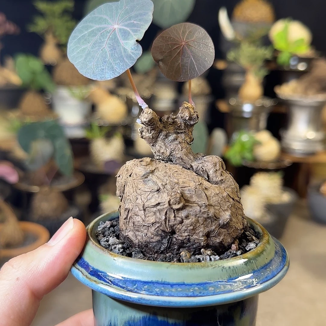一物一拍老家一叶龟