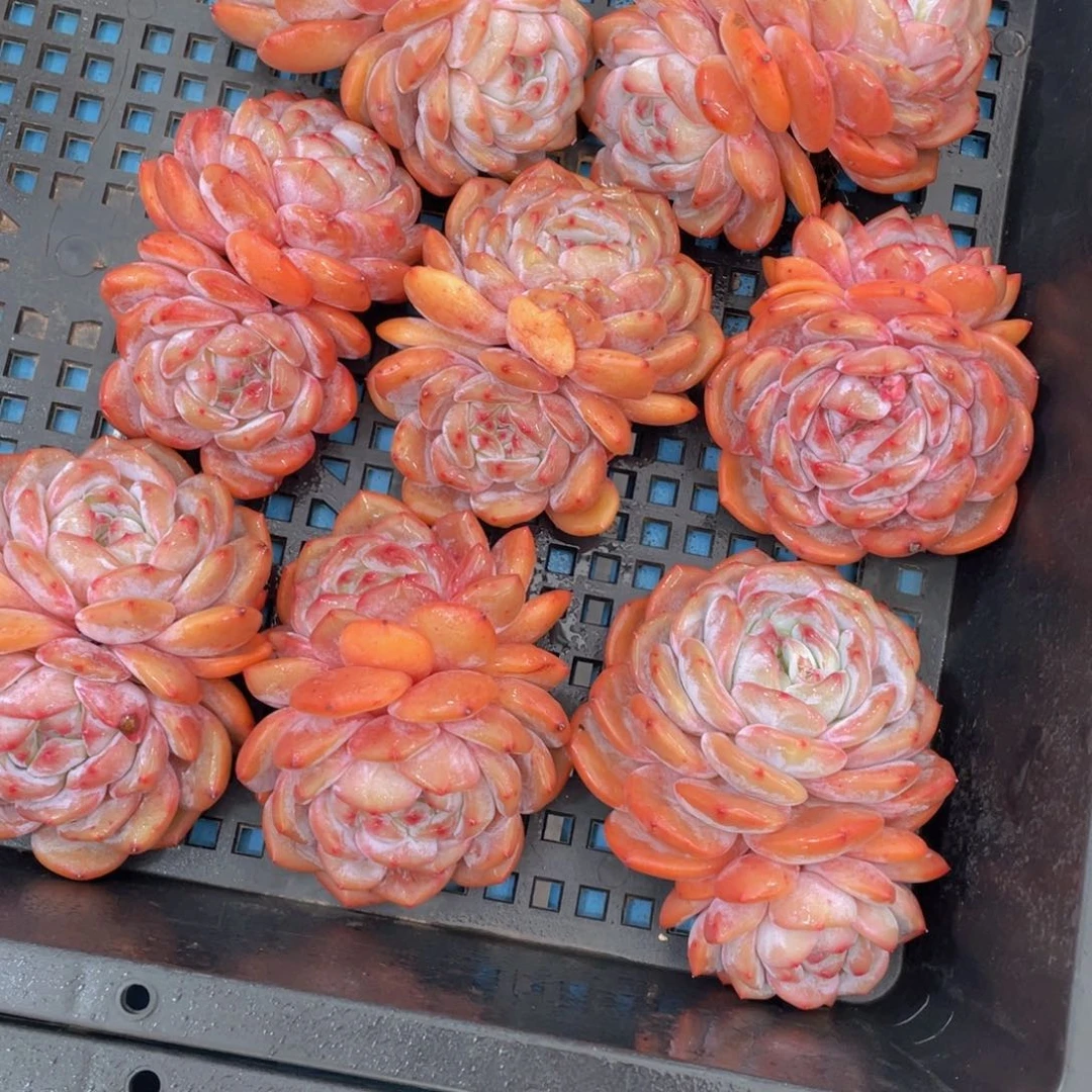 量拍4号石榴籽梦露双头老桩一个