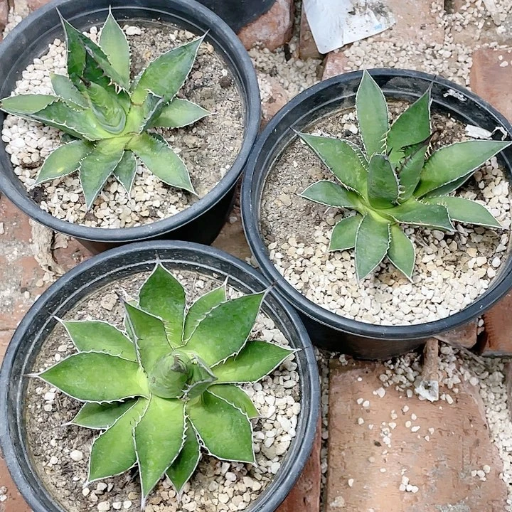 霍利达小颗龙舌兰包邮