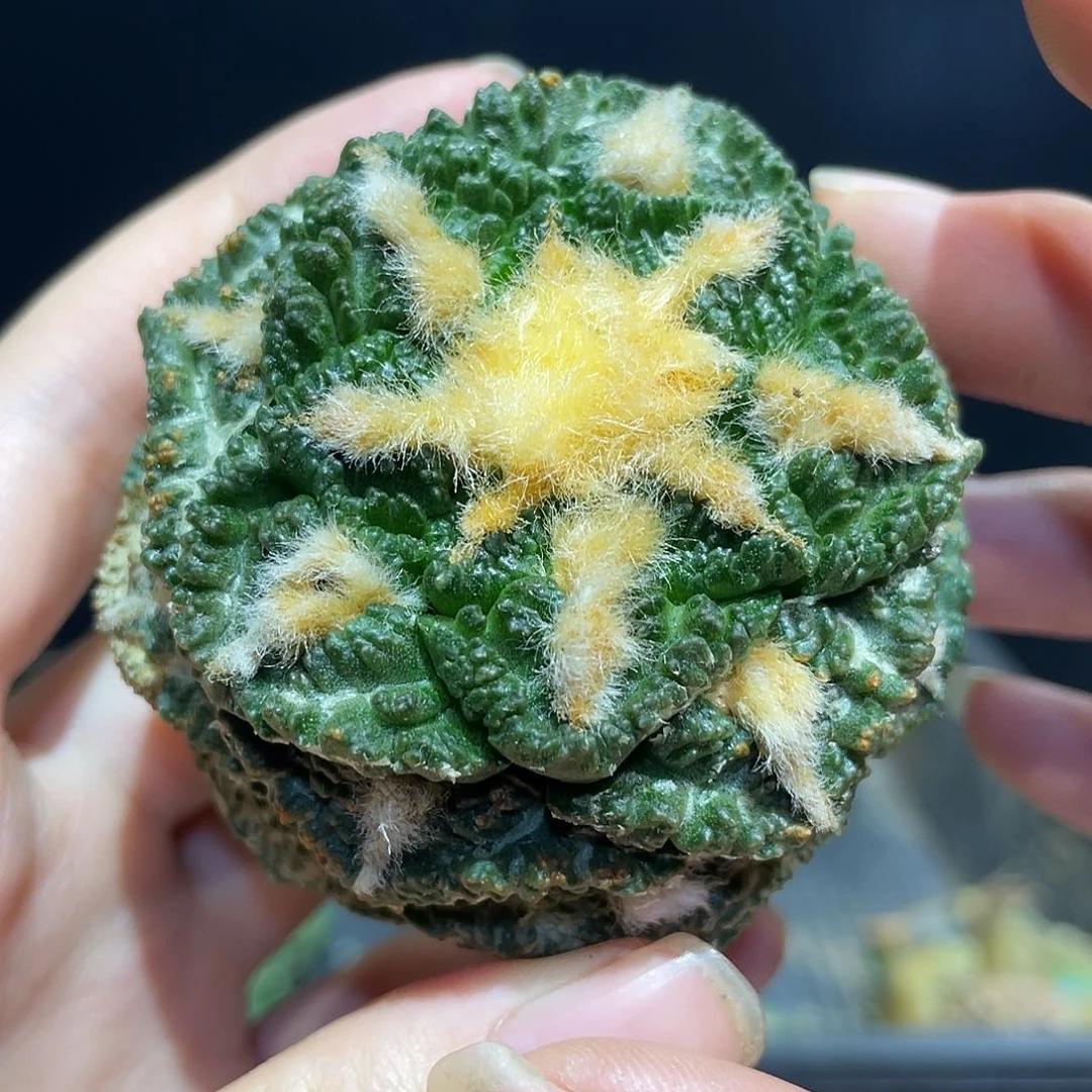 5.5cm自根龟甲牡丹萝卜根