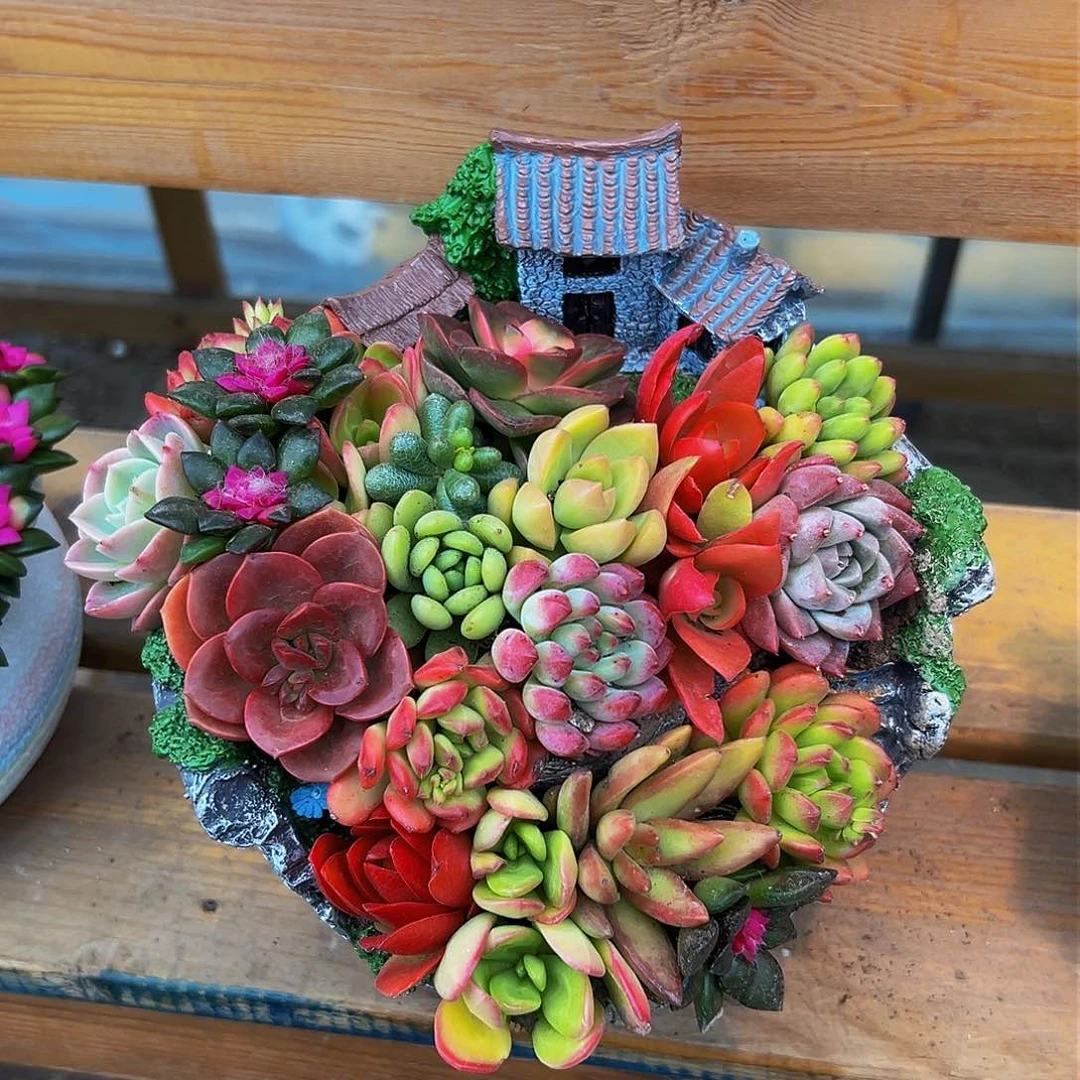 OMG家小院盆花花卉